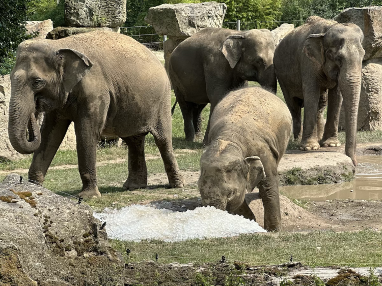 FOTOGALERIE: Když je lední medvěd šťastný. Pražská zoo zchladila zvířata deseti tunami ledu