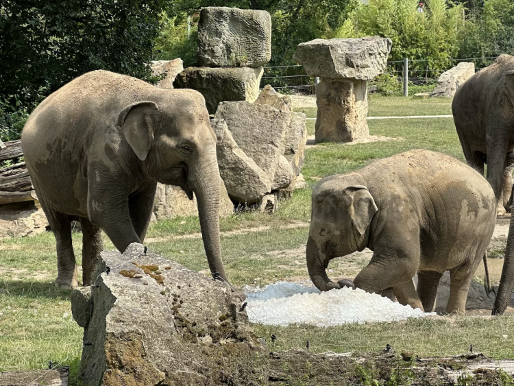 FOTOGALERIE: Když je lední medvěd šťastný. Pražská zoo zchladila zvířata deseti tunami ledu