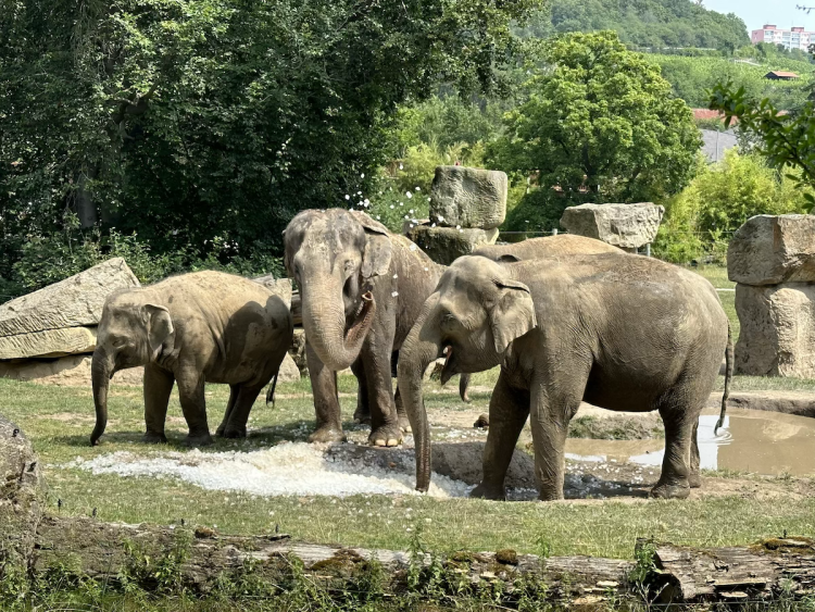 FOTOGALERIE: Když je lední medvěd šťastný. Pražská zoo zchladila zvířata deseti tunami ledu