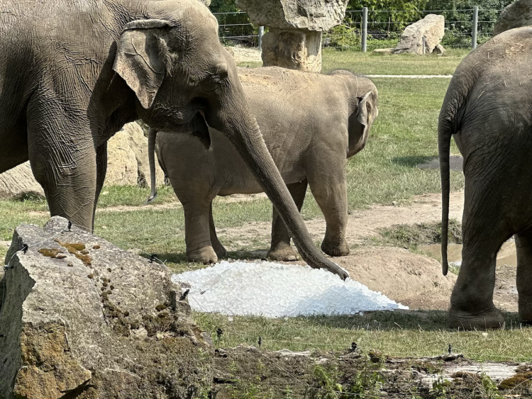 FOTOGALERIE: Když je lední medvěd šťastný. Pražská zoo zchladila zvířata deseti tunami ledu