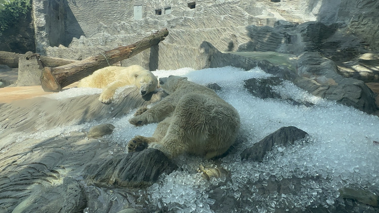 FOTOGALERIE: Když je lední medvěd šťastný. Pražská zoo zchladila zvířata deseti tunami ledu