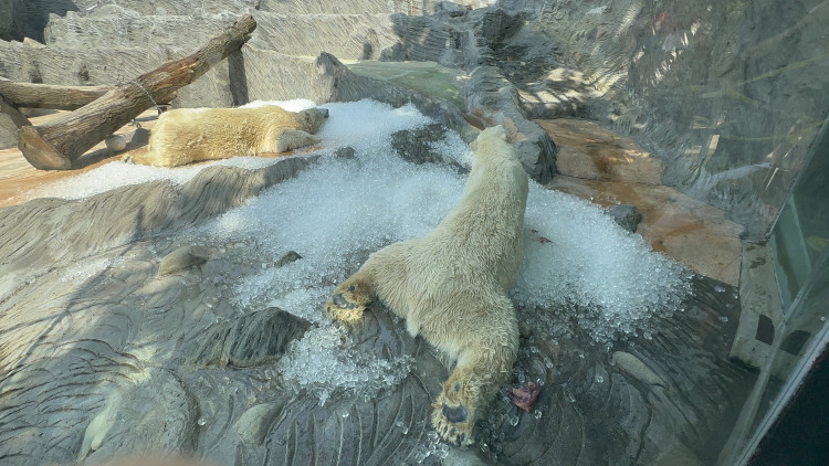 FOTOGALERIE: Když je lední medvěd šťastný. Pražská zoo zchladila zvířata deseti tunami ledu