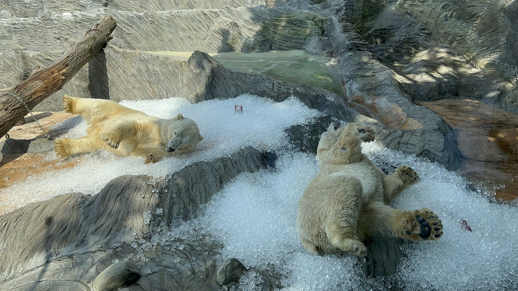 FOTOGALERIE: Když je lední medvěd šťastný. Pražská zoo zchladila zvířata deseti tunami ledu