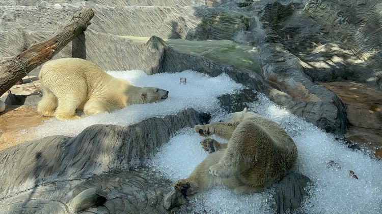 FOTOGALERIE: Když je lední medvěd šťastný. Pražská zoo zchladila zvířata deseti tunami ledu