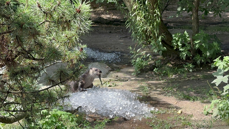 FOTOGALERIE: Když je lední medvěd šťastný. Pražská zoo zchladila zvířata deseti tunami ledu
