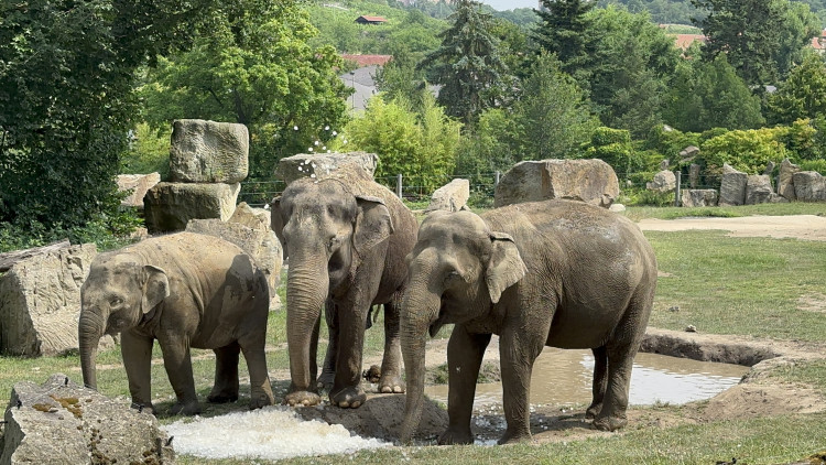 FOTOGALERIE: Když je lední medvěd šťastný. Pražská zoo zchladila zvířata deseti tunami ledu