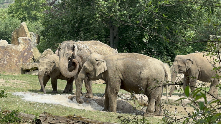 FOTOGALERIE: Když je lední medvěd šťastný. Pražská zoo zchladila zvířata deseti tunami ledu