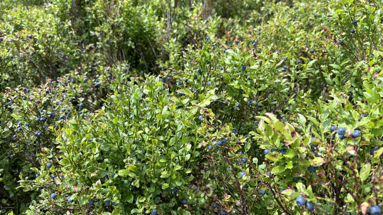 FOTOGALERIE: Výstup na Roklan, druhá nejvyšší hora Šumavy a Českého lesa
