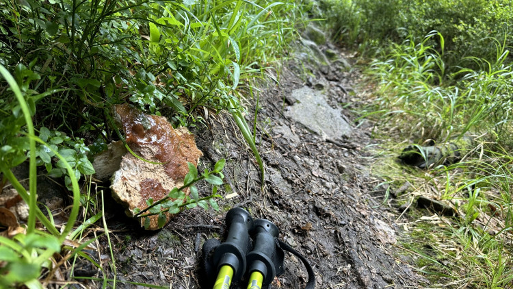 Hřiby rostou hned na cestě