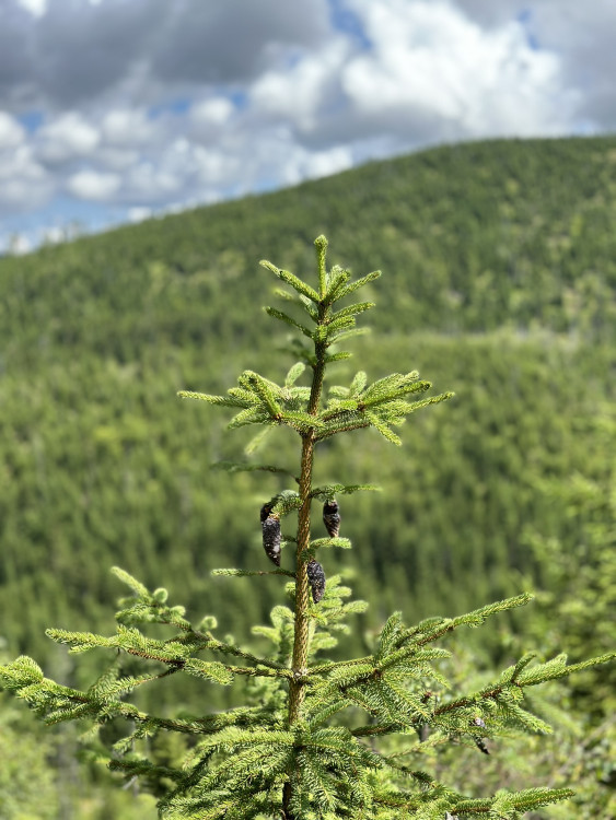 FOTOGALERIE: Výstup na Roklan, druhá nejvyšší hora Šumavy a Českého lesa