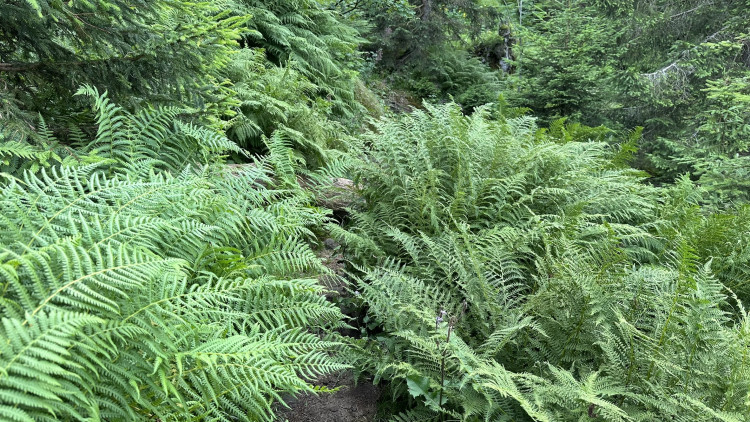FOTOGALERIE: Výstup na Roklan, druhá nejvyšší hora Šumavy a Českého lesa