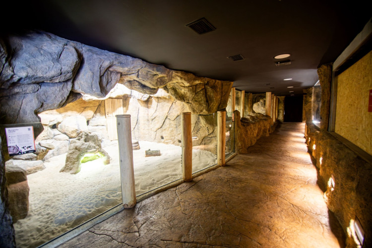 Ostravský pavilon Tanganika opět přístupný. I se stydlivými mangustami