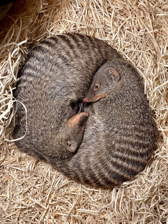 Ostravský pavilon Tanganika opět přístupný. I se stydlivými mangustami