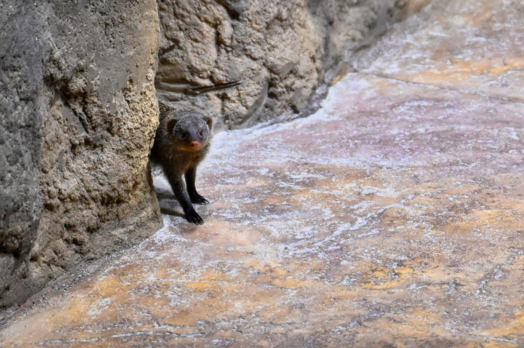 Ostravský pavilon Tanganika opět přístupný. I se stydlivými mangustami