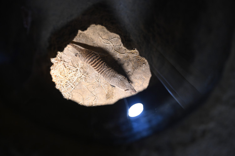 Ostravský pavilon Tanganika opět přístupný. I se stydlivými mangustami