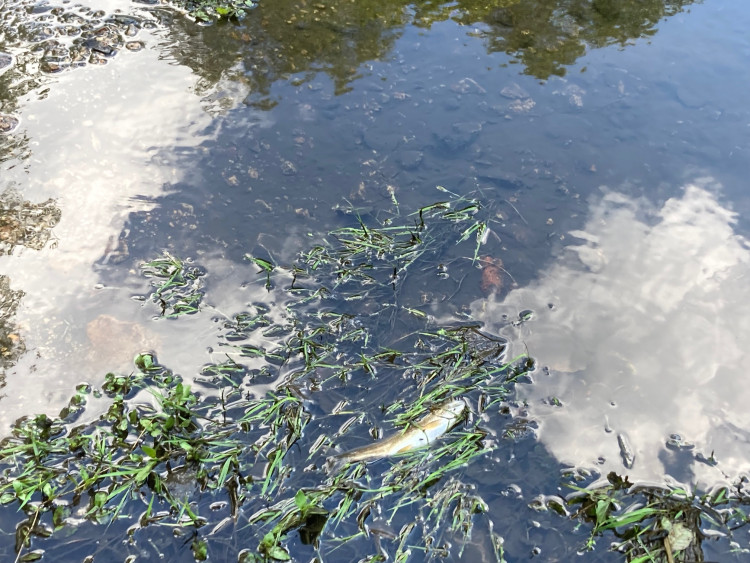 Mrtvé ryby v Harcovském potoce na přehradě. O ekologickou havárii naštěstí nešlo!