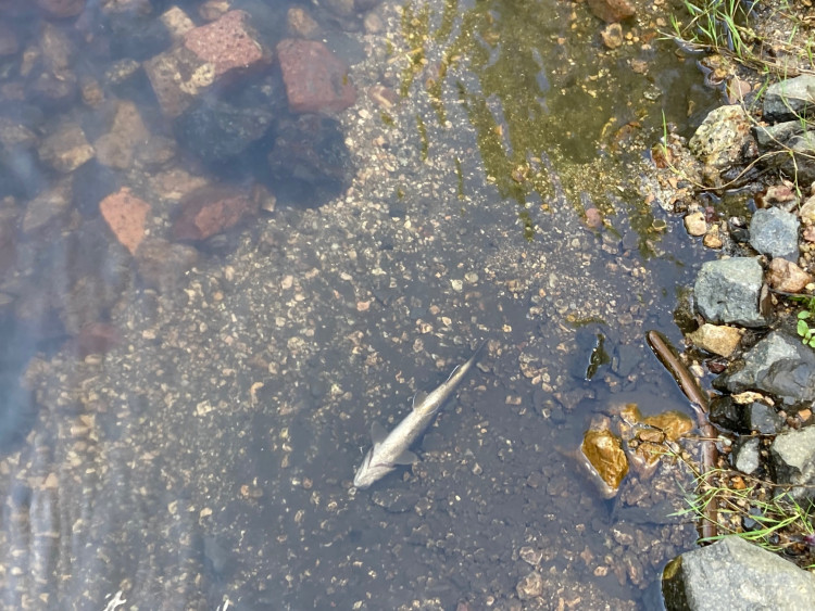 Mrtvé ryby v Harcovském potoce na přehradě. O ekologickou havárii naštěstí nešlo!