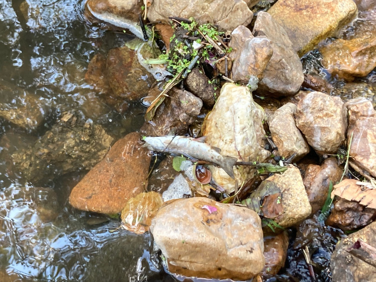 Mrtvé ryby v Harcovském potoce na přehradě. O ekologickou havárii naštěstí nešlo!