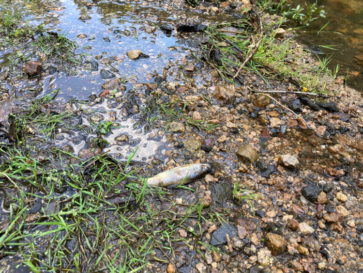 Mrtvé ryby v Harcovském potoce na přehradě. O ekologickou havárii naštěstí nešlo!