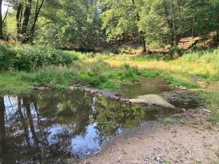 Mrtvé ryby v Harcovském potoce na přehradě. O ekologickou havárii naštěstí nešlo!