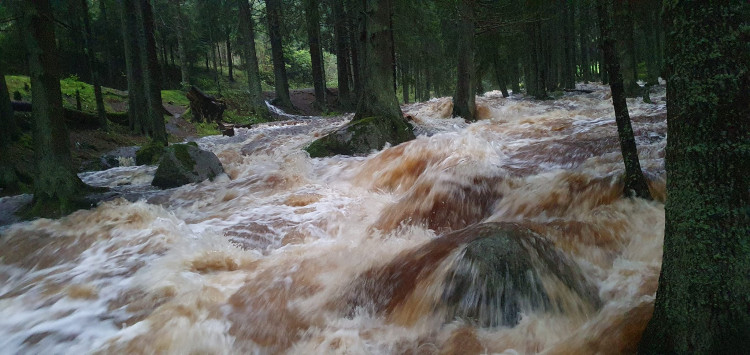 Vydra na Modravě v sobotu ráno, foto: Jarda Jarin Rendl