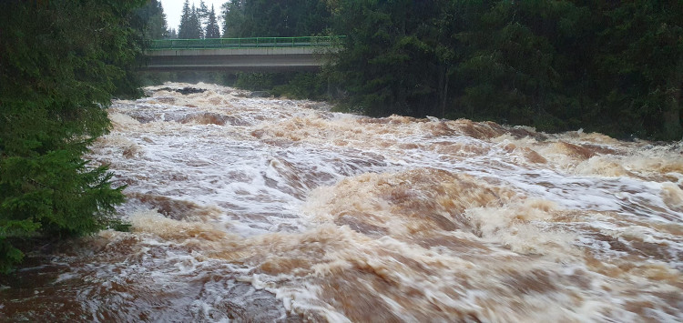 Vydra na Modravě v sobotu ráno, foto: Jarda Jarin Rendl: Velká voda, září 2024