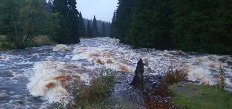 Vydra na Modravě v sobotu ráno, foto: Jarda Jarin Rendl