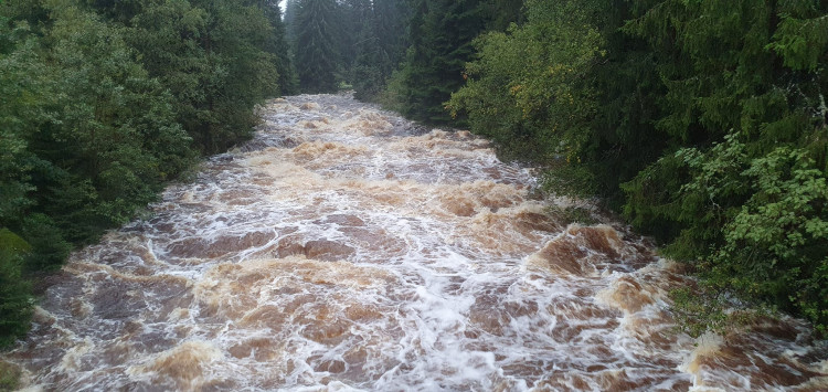 Vydra na Modravě v sobotu ráno, foto: Jarda Jarin Rendl
