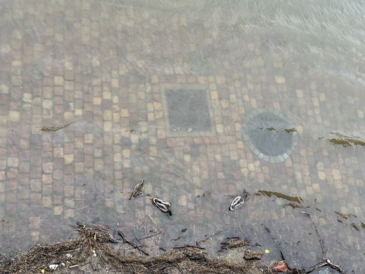 FOTOGALERIE: Prchající lodě, voda až u kobek a neposlušní lidé. Podívejte se, jak to v sobotu vypadalo na pražských náplavkách