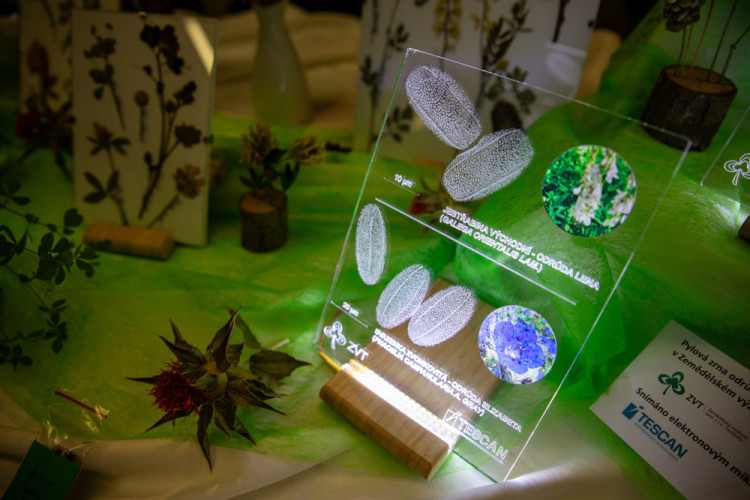 FOTOGALERIE: Barvy a vůně podzimu. V Olomouci začala oblíbená výstava Flora