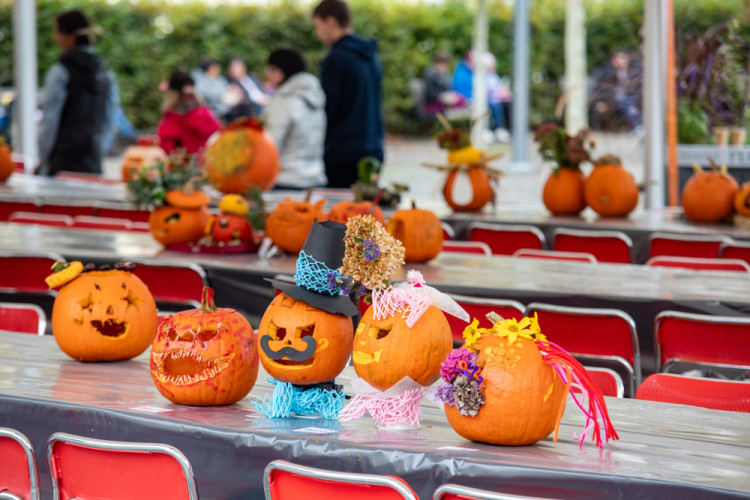 FOTOGALERIE: Barvy a vůně podzimu. V Olomouci začala oblíbená výstava Flora