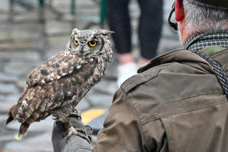 S dravci na hradním Hodokvasu. Tentokrát v chladu a dešti