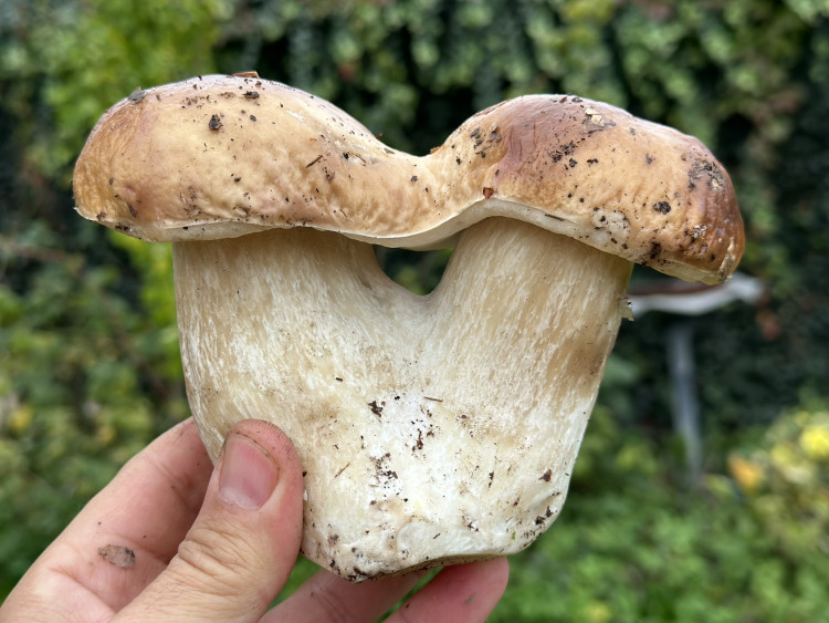 FOTOGALERIE: Houbaření na Plzeňsku