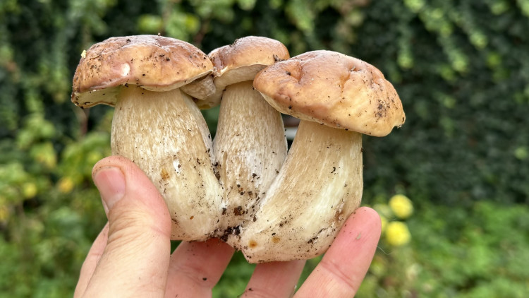 FOTOGALERIE: Houbaření na Plzeňsku