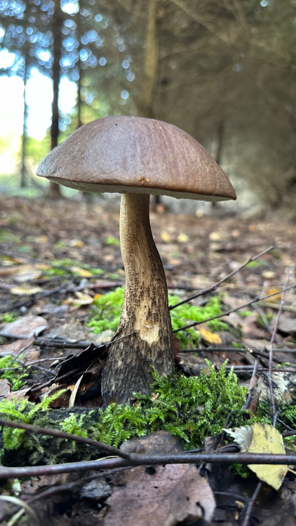 FOTOGALERIE: Houbaření na Plzeňsku