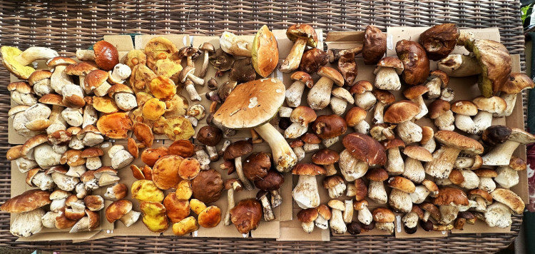 FOTOGALERIE: Houbaření na Plzeňsku