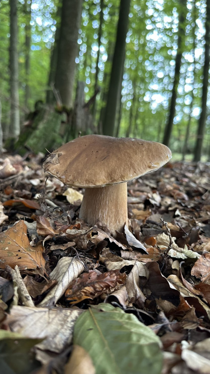 FOTOGALERIE: Houbaření na Plzeňsku