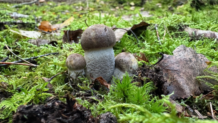 FOTOGALERIE: Houbaření na Plzeňsku