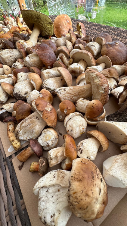 FOTOGALERIE: Houbaření na Plzeňsku