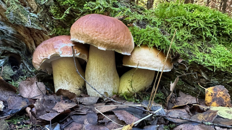 FOTOGALERIE: Houbaření na Plzeňsku