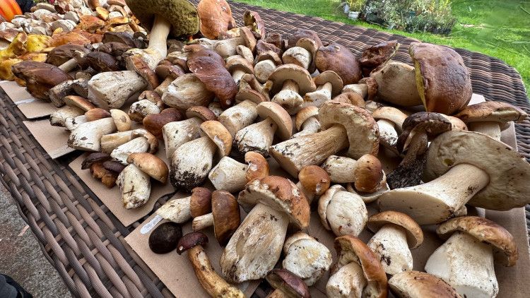 FOTOGALERIE: Houbaření na Plzeňsku