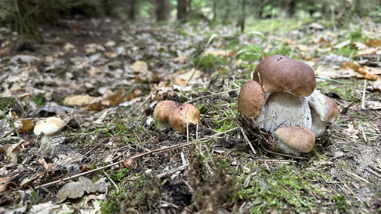 FOTOGALERIE: Houbaření na Plzeňsku