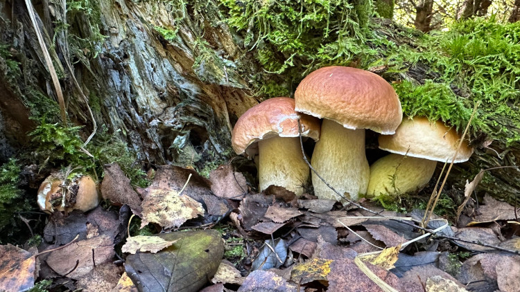 FOTOGALERIE: Houbaření na Plzeňsku