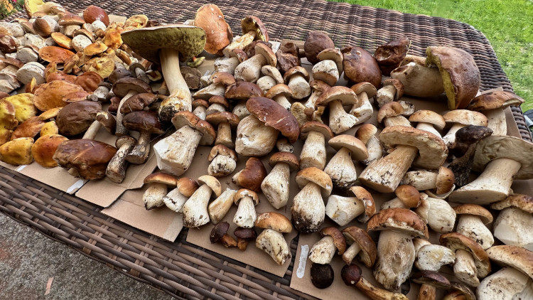 FOTOGALERIE: Houbaření na Plzeňsku