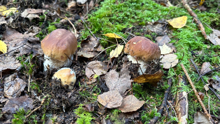 FOTOGALERIE: Houbaření na Plzeňsku