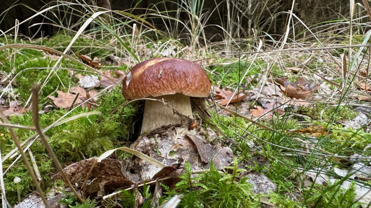 FOTOGALERIE: Houbaření na Plzeňsku