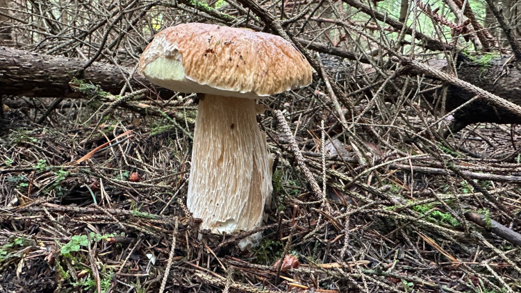 FOTOGALERIE: Houbaření na Plzeňsku