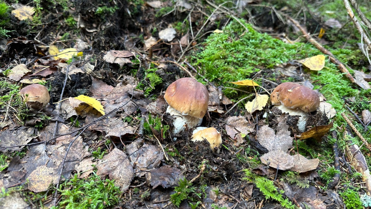 FOTOGALERIE: Houbaření na Plzeňsku