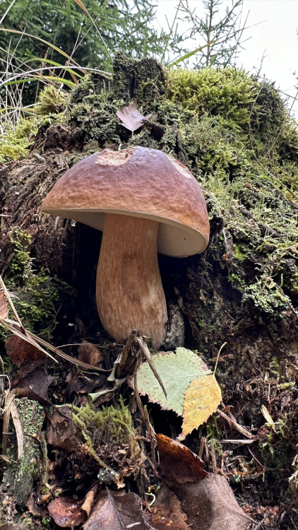 FOTOGALERIE: Houbaření na Plzeňsku