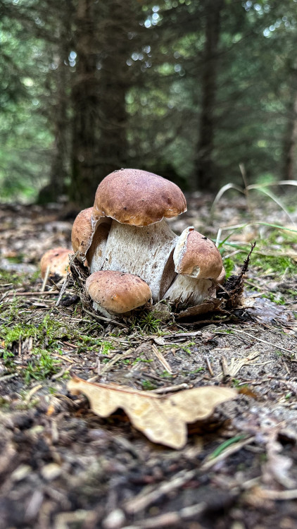 FOTOGALERIE: Houbaření na Plzeňsku